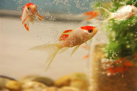 魚養幾隻|養魚能招財，10條最實用的養魚風水（你一定要知道）。